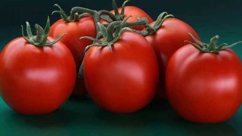 راهنمای خرید بذر گوجه فرنگی