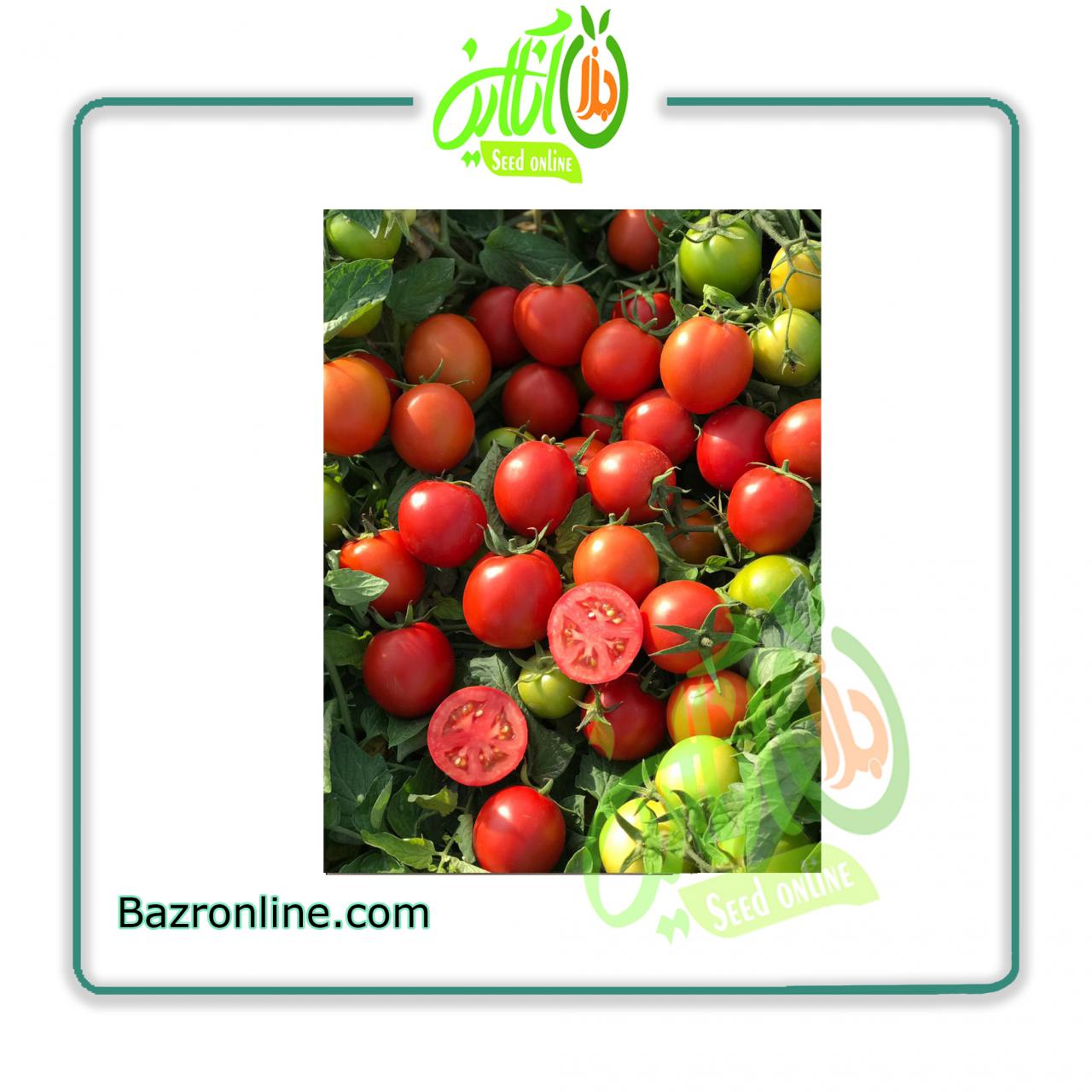 بذر گوجه فرنگی کاسیو