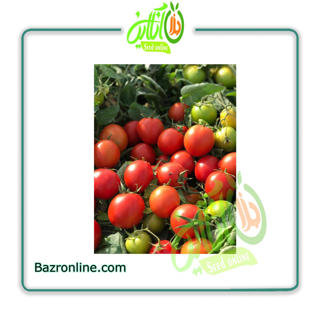 بذر گوجه فرنگی کاسیو