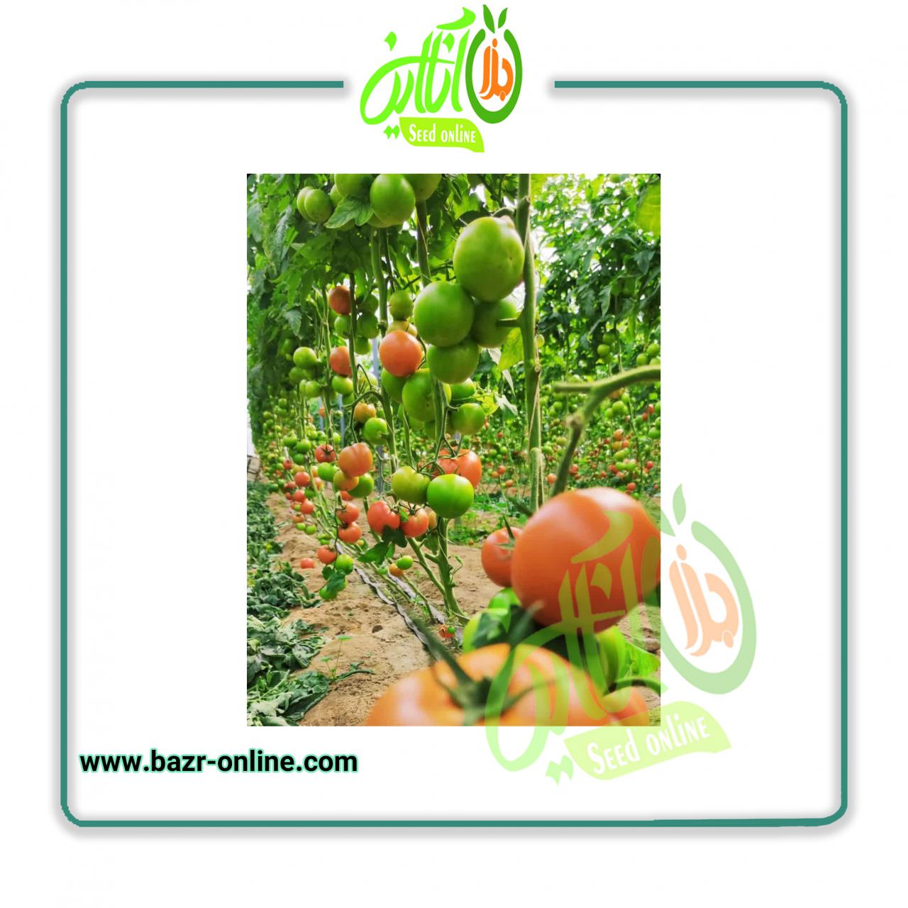 بذر گوجه فرنگی گلخانه ای 4129