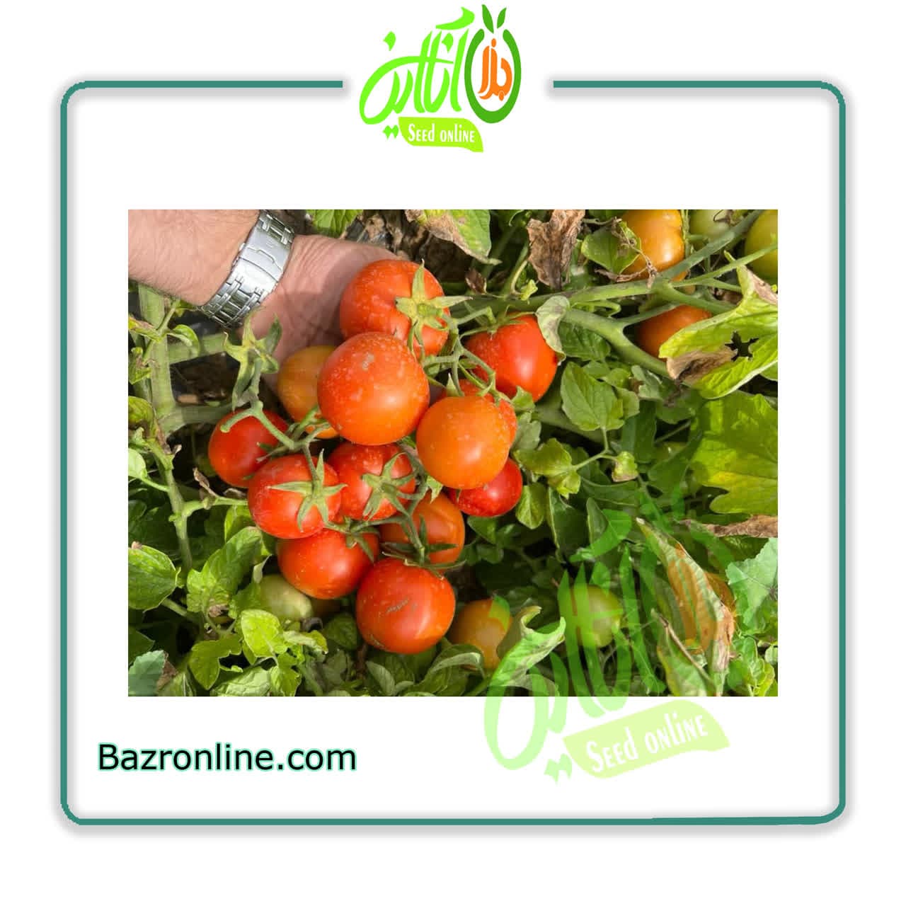 بذر گوجه فرنگی 8042
