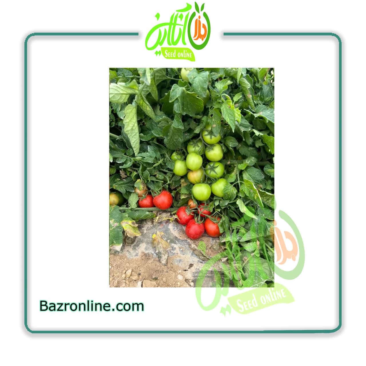 بذر گوجه فرنگی 8042