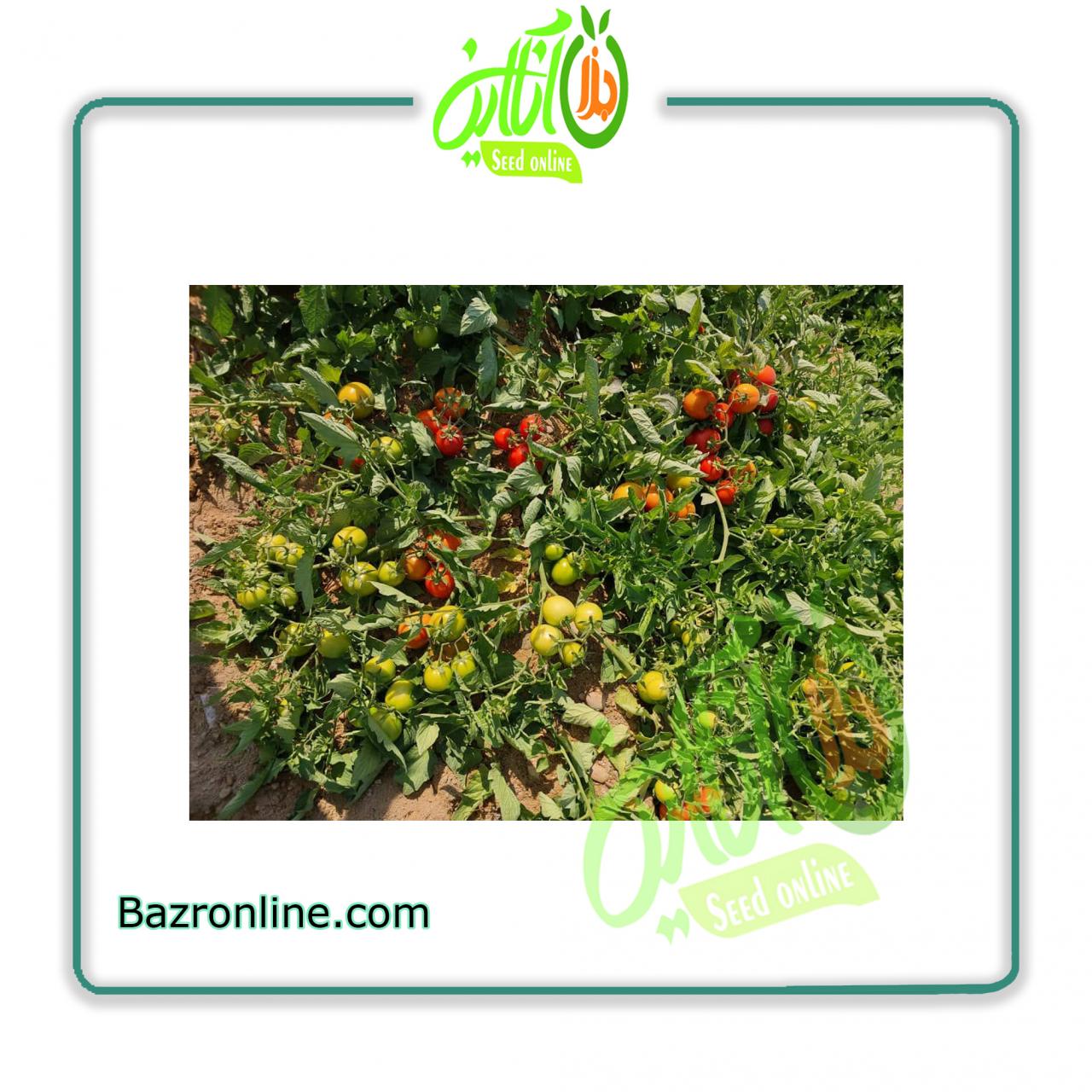 بذر گوجه فرنگی فیونان کانیون