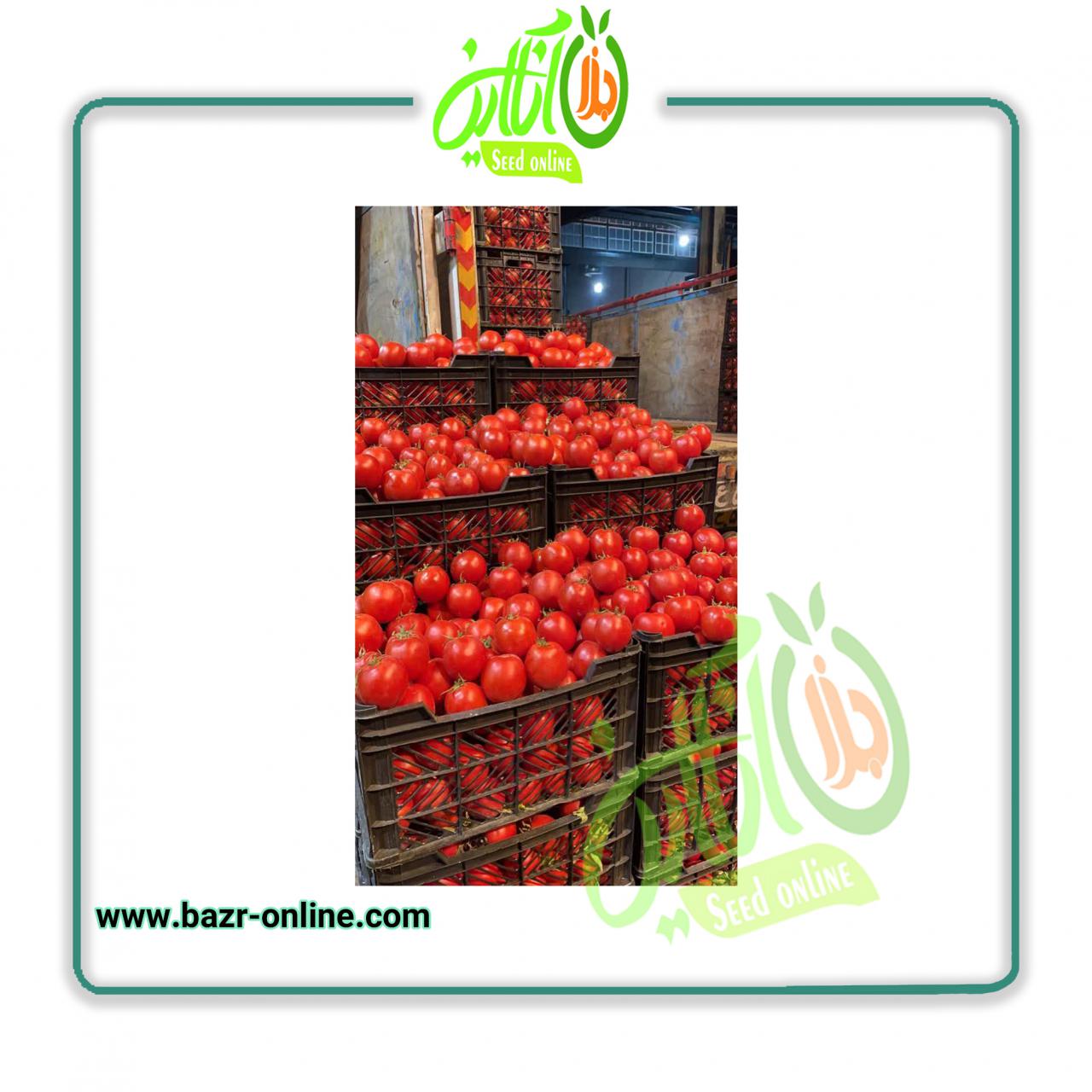 بذر گوجه فرنگی بریویو