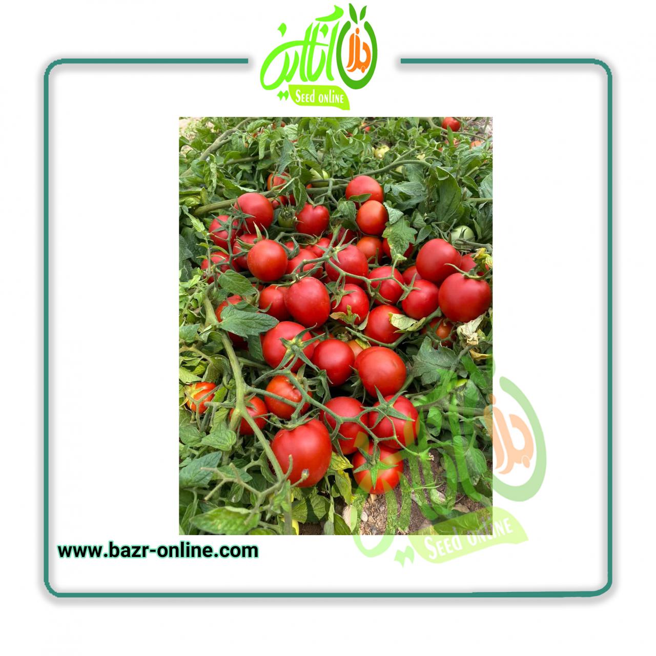بذر گوجه فرنگی برنتا